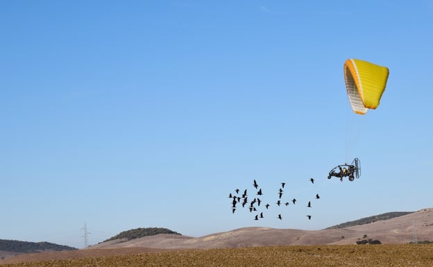 De vuelta a casa: el ibis eremita regresa a Cádiz después de completar un viaje épico de 2.800 kilómetros desde Austria