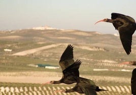 Un ibis eremita de Vejer, positivo en Virus del Nilo Occidental