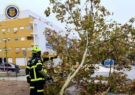 El viento tira un árbol en El Puerto