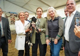 La XI Feria Ganadera reúne en Benaocaz la mejor selección de ovejas merinas y cabras payoyas