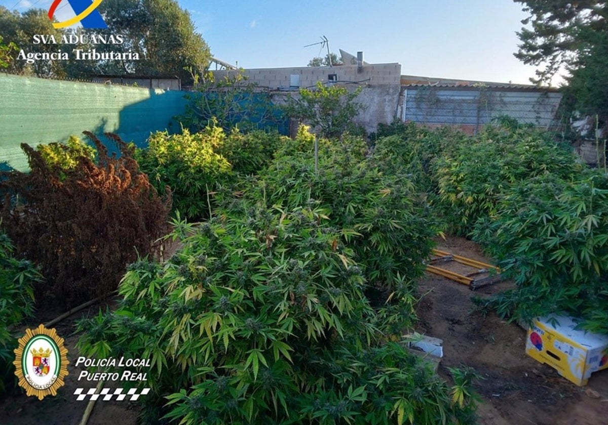 Dos detenidos y más de 107 kilos de plantas de marihuana incautadas en una finca de Puerto Real