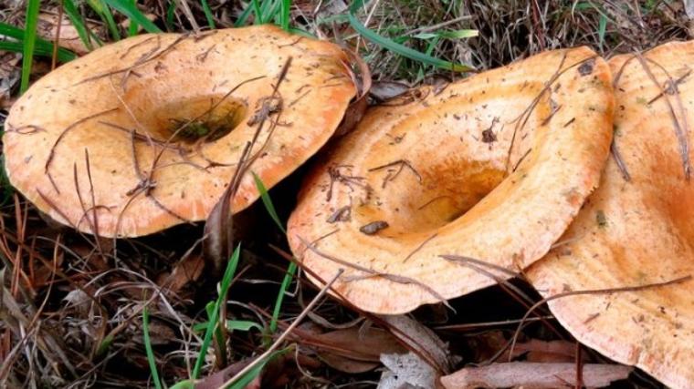 Otoño, tiempo setas: níscalos y yemas, apreciados bocados del Parque Natural de Los Alcornocales