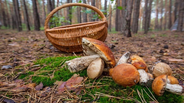 Otoño, tiempo setas: níscalos y yemas, apreciados bocados del Parque Natural de Los Alcornocales