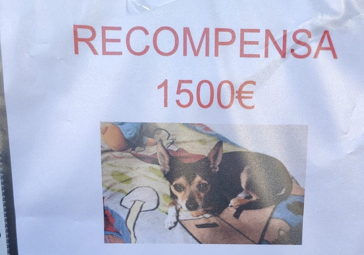 Se ofrece una recompensa de hasta 1.500 euros por encontrar a Tobi