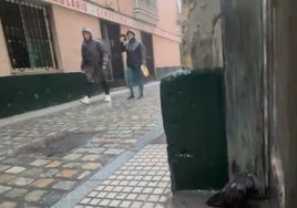 El curioso vídeo de una paloma refugiándose en un portal: así están afectando las lluvias de la DANA en Cádiz