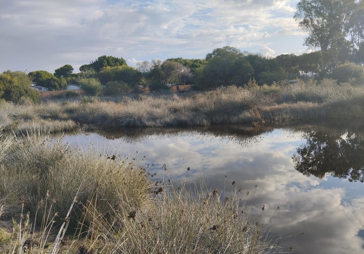 Aumento de mosquitos en varias zonas de El Puerto.