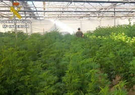 Un empresario de la flor cortada ocultaba una macroplantación de marihuana en un cultivo de Chipiona