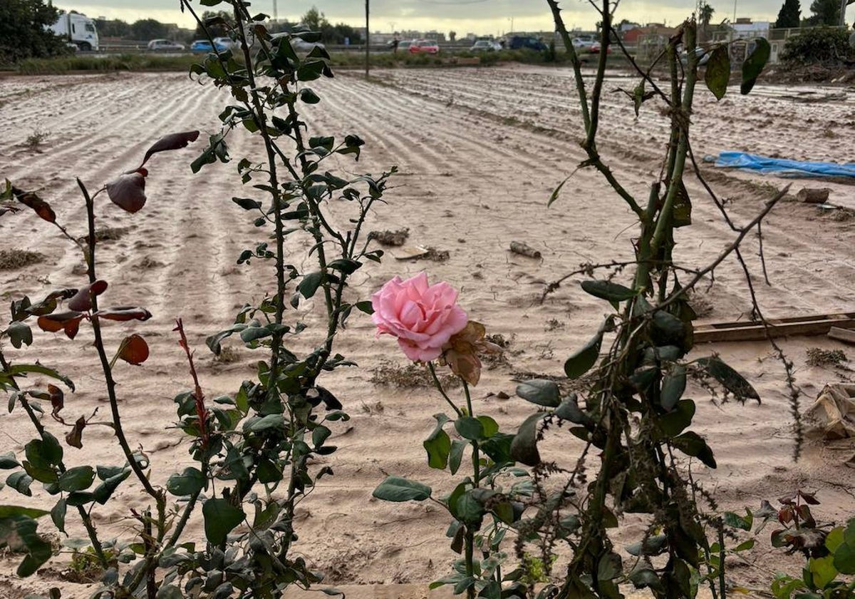 Una rosa aguanta en pie tras la devastación causada por la DANA en la provincia de Valencia.