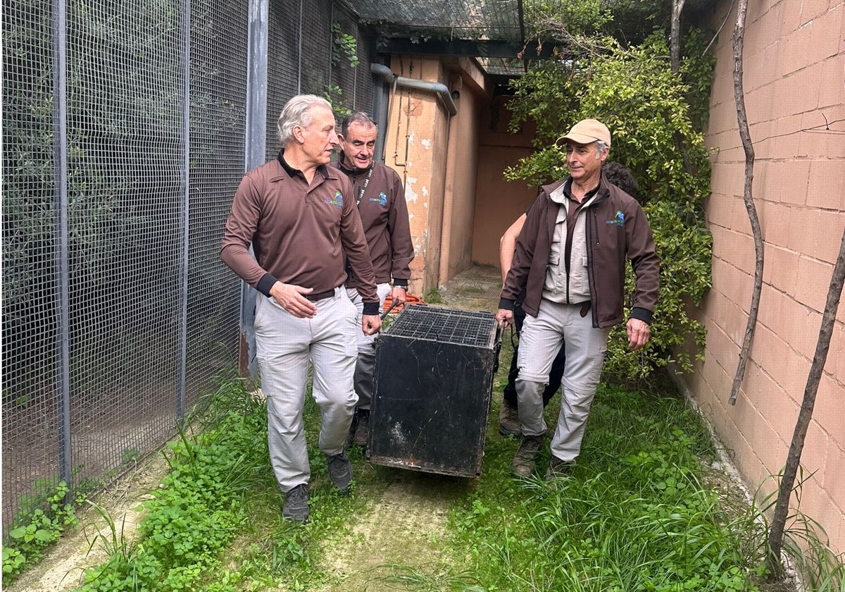 El lince &#039;Villamartín&#039; se va del zoo de Jerez para su reproducción