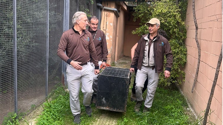 El lince 'Villamartín' se va del zoo de Jerez para su reproducción