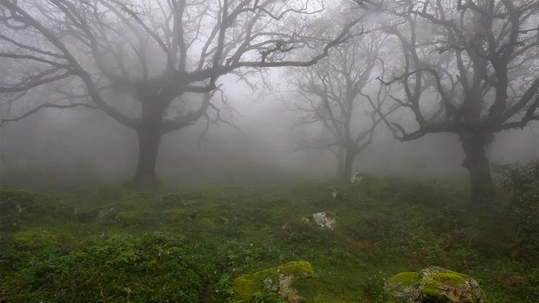 Musgo en el Parque Natural de los Alcornocales en Cádiz