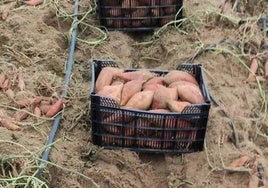 Este es el alimento producido en un pueblo de Cádiz que te ayuda a mantenerte joven y a mejorar tu vista