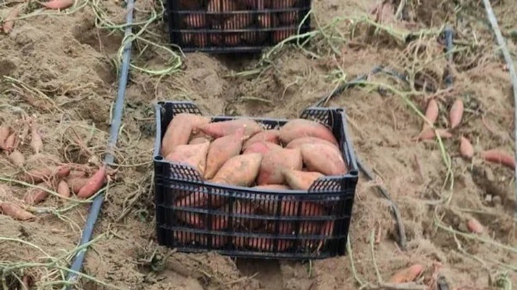 Este es el alimento producido en un pueblo de Cádiz que te ayuda a mantenerte joven y a mejorar tu vista