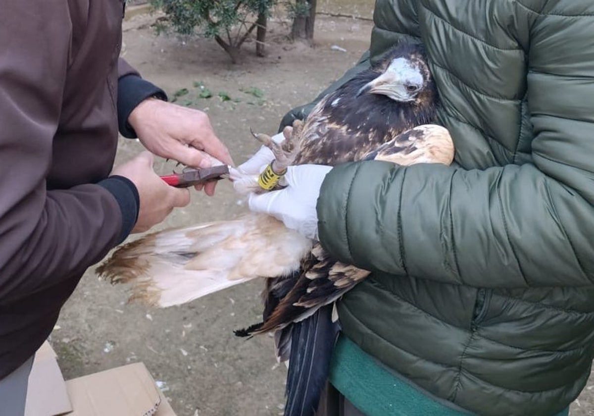 Tres pollos de alimoche nacidos en el Zoobotánico se soltarán la próxima primavera en Cazorla