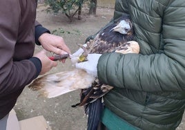 Tres pollos de alimoche nacidos en el Zoobotánico se soltarán la próxima primavera en Cazorla