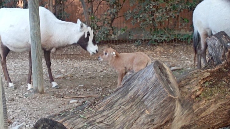 Nace una cría de esta especie tan emblemática en el zoo de Jerez: se creía que su carne proporcionaba valentía y resistencia a la sed