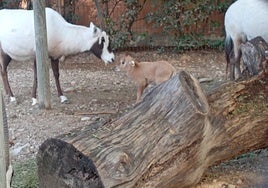 Nace una cría de esta especie tan emblemática en el zoo de Jerez: se creía que su carne proporcionaba valentía y resistencia a la sed