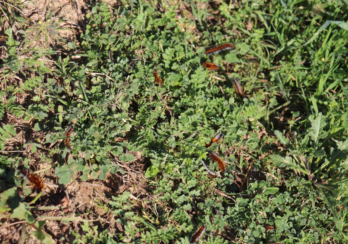 La presencia de orugas en zonas verdes de Puerto Real alerta a los vecinos