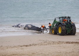 Aparece una gran ballena varada en la playa de Rota, Cádiz: se encontraba en estado de descomposición