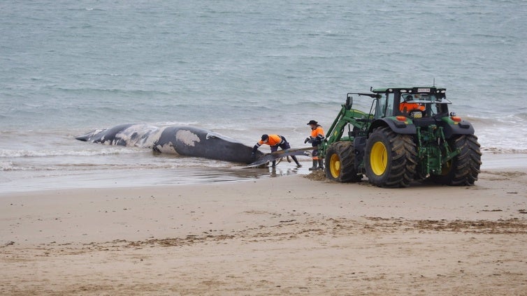 Aparece una gran ballena varada en la playa de Rota, Cádiz: se encontraba en estado de descomposición