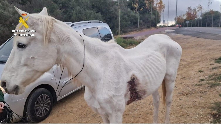 Hasta trece personas investigadas en Cádiz por delitos de maltrato animal