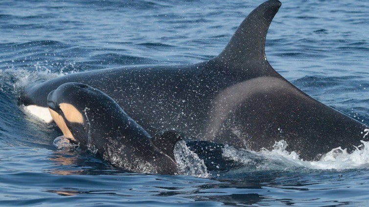 Tarifa será la sede de un congreso mundial sobre orcas