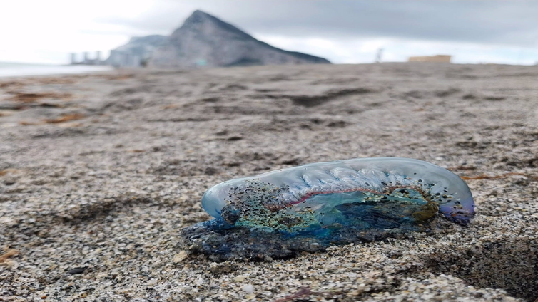 Las carabelas portuguesas amenazan las playas de La Línea: ¡no toques estas medusas venenosas!