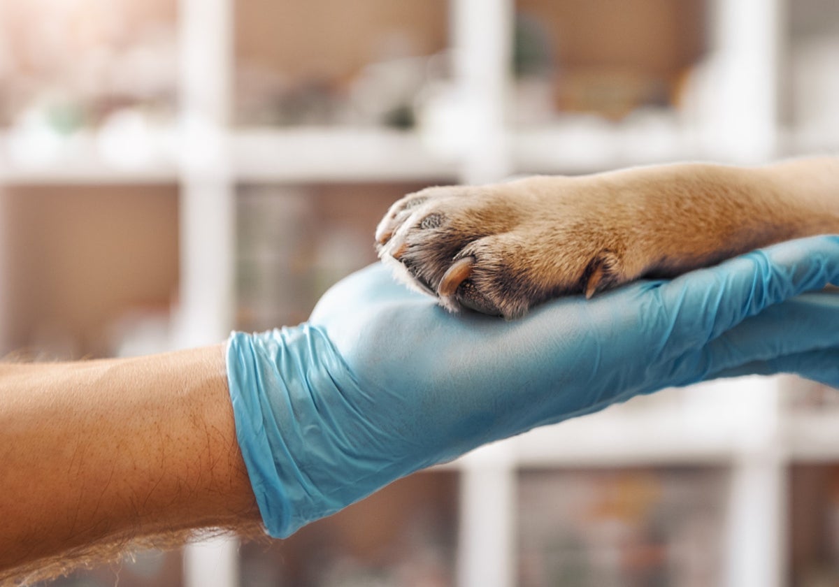 Las clínicas veterinarias de Cádiz pararán su actividad este martes.