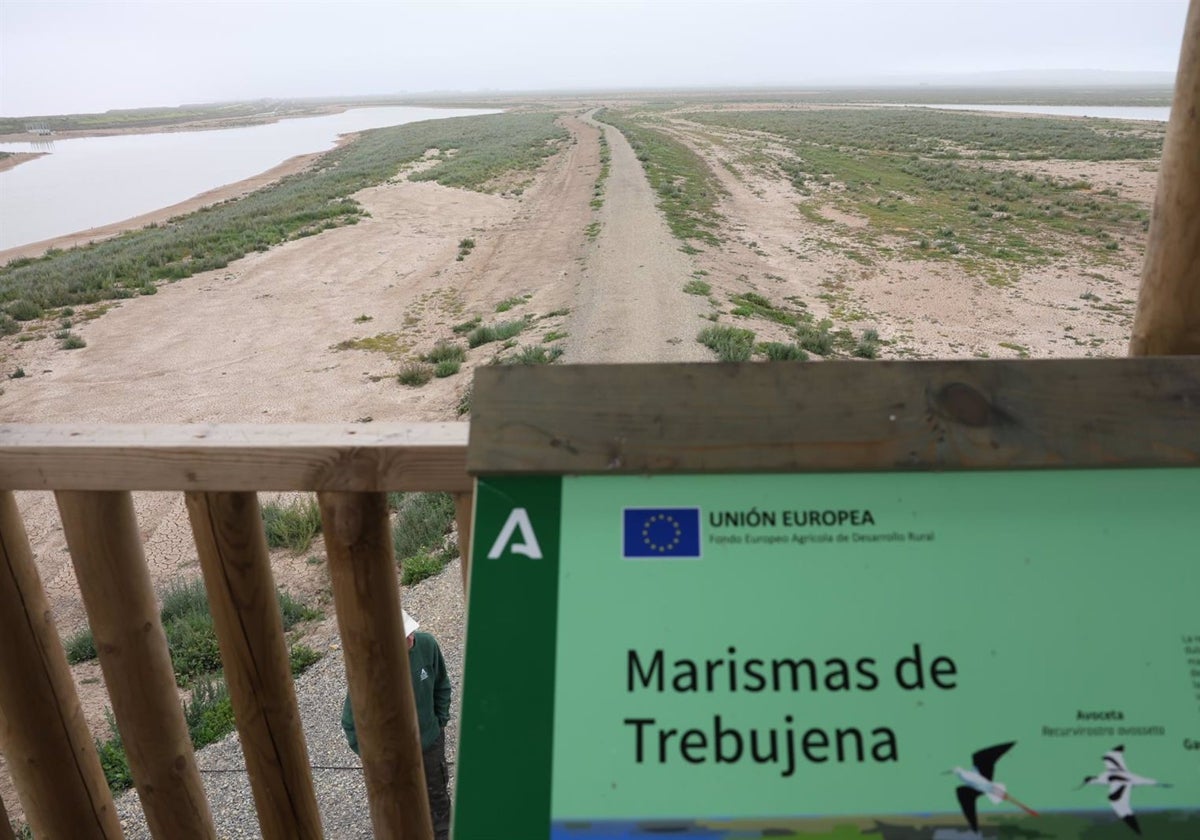 Vista de las marismas de Trebujena, recuperadas tras una inversión de la Junta de Andalucía.