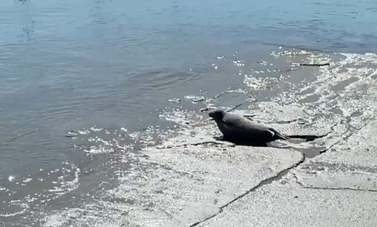 Turismo marino: una foca se queda de vacaciones en Conil