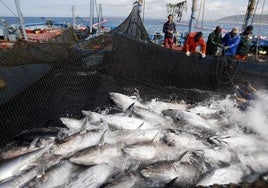 Martínez del Junco: «La pesca es fundamental para la economía y el empleo de la provincia de Cádiz»