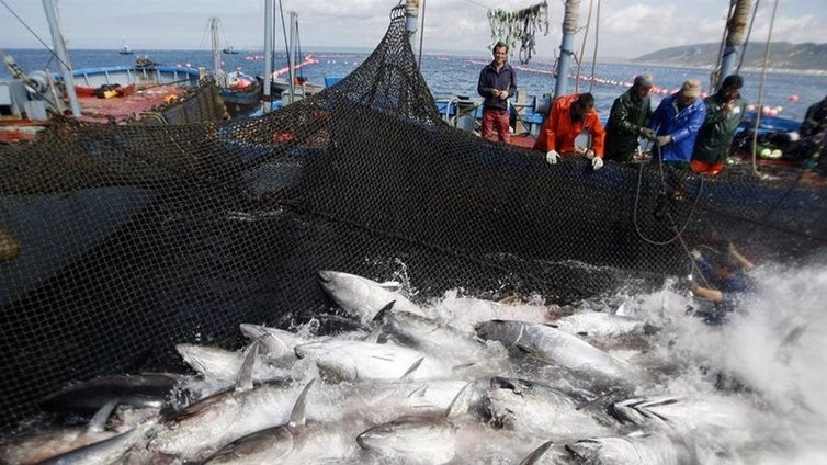 Martínez del Junco: «La pesca es fundamental para la economía y el empleo de la provincia de Cádiz»