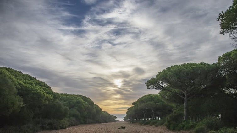 La Junta traslada al Ayuntamiento de Barbate que la tala en  La Breña «responde a criterios preventivos y de conservación»