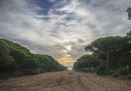 La Junta traslada al Ayuntamiento de Barbate que la tala en  La Breña «responde a criterios preventivos y de conservación»