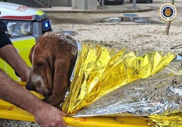 Bomberos de El Puerto salvan a dos perros atrapados en la depuradora de la prisión