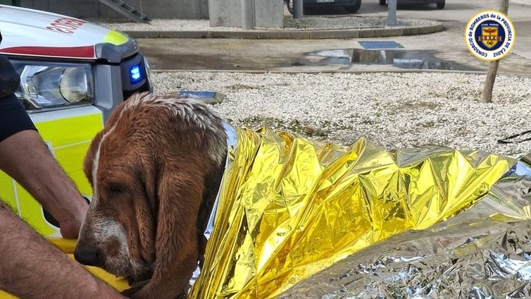 Bomberos de El Puerto salvan a dos perros  atrapados en la depuradora de la prisión