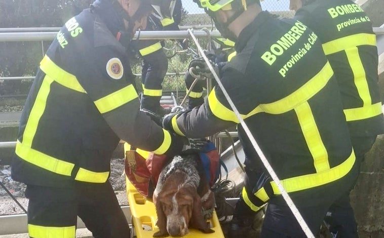 Imagen principal - Bomberos de El Puerto salvan a dos perros atrapados en la depuradora de la prisión