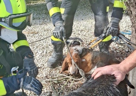 Imagen secundaria 1 - Bomberos de El Puerto salvan a dos perros atrapados en la depuradora de la prisión