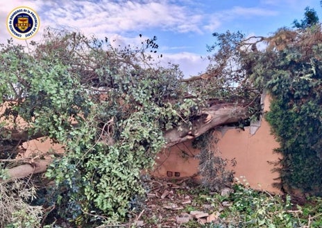 Imagen secundaria 1 - Un tornado arrasa Conil y provoca varios destrozos de pinares, muros y techos