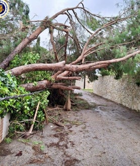 Imagen secundaria 2 - Un tornado arrasa Conil y provoca varios destrozos de pinares, muros y techos