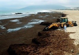 La solución al alga invasora en las playas de Cádiz necesita un cambio en la ley