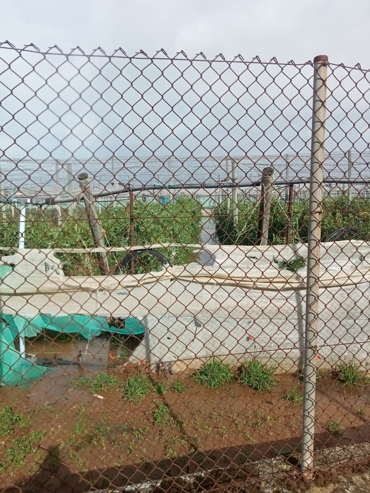 El agua cubre los cultivos de la Costa Noroeste