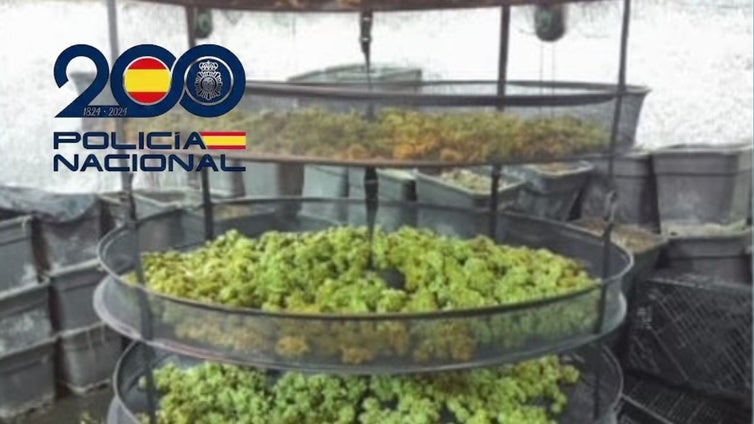 Destapado en Sanlúcar un sofisticado cultivo de marihuana con la última tecnología