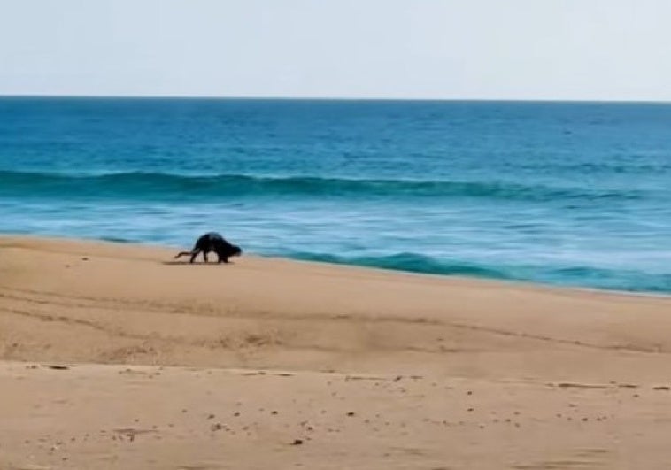 Va a la Playa de Tarifa y se encuentra a este animal corriendo por la arena: «¡Llevan muchos años allí!»