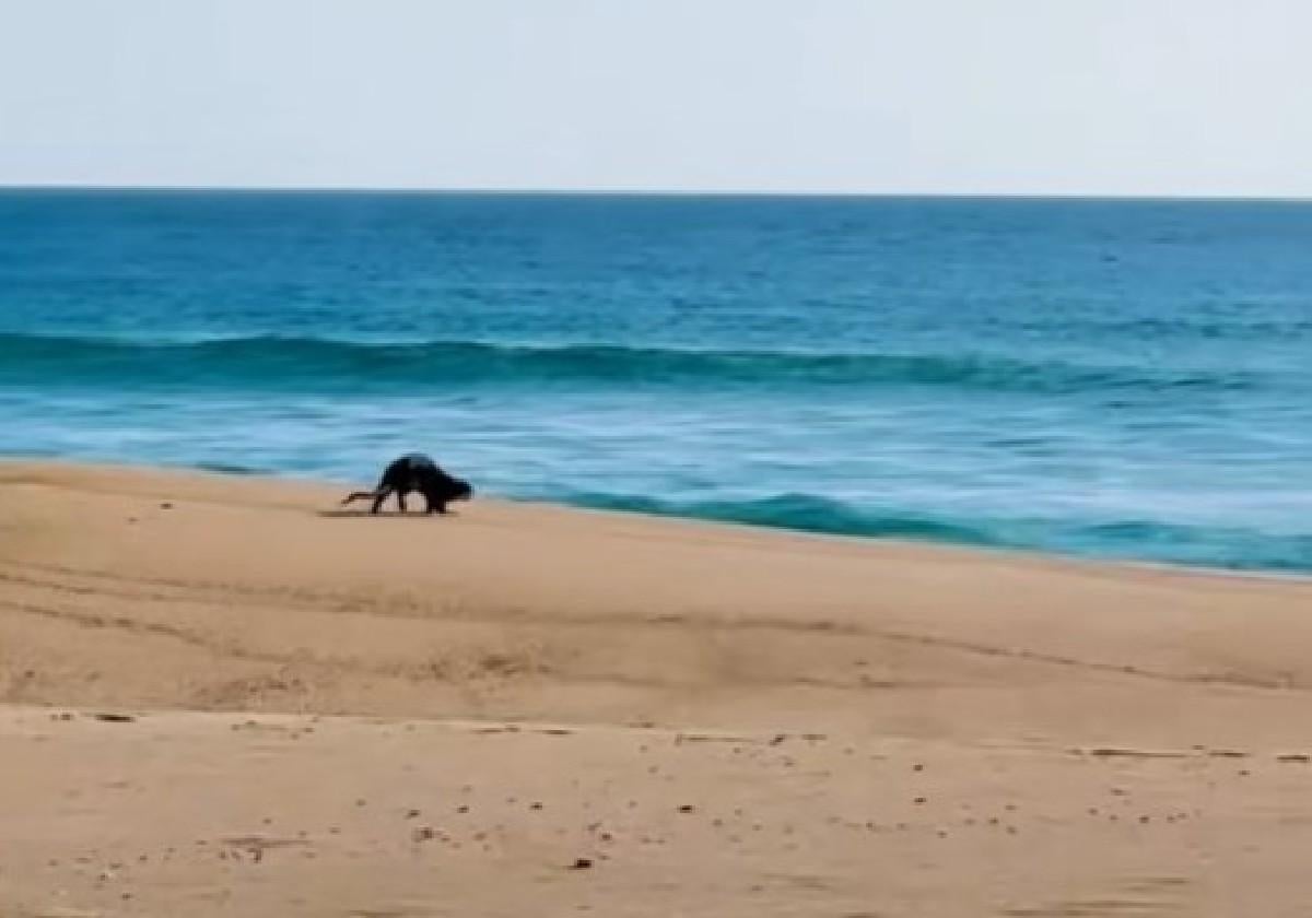 Imagen de la nutria corriendo por la playa