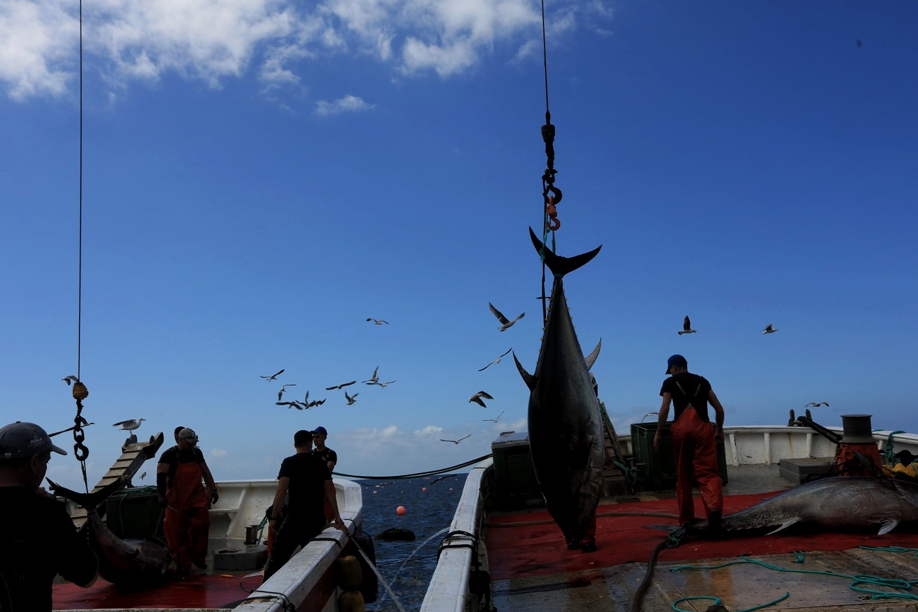 La primera levantá de atunes, en imágenes