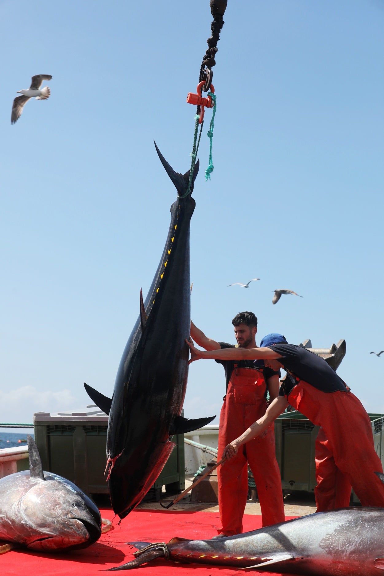 La primera levantá de atunes, en imágenes