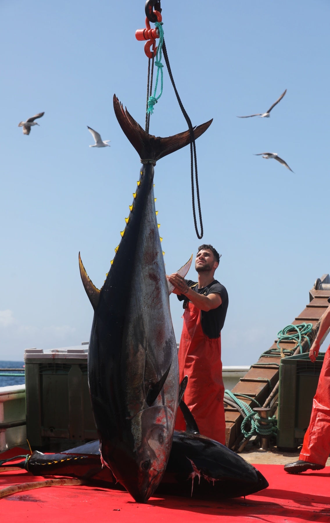 La primera levantá de atunes, en imágenes