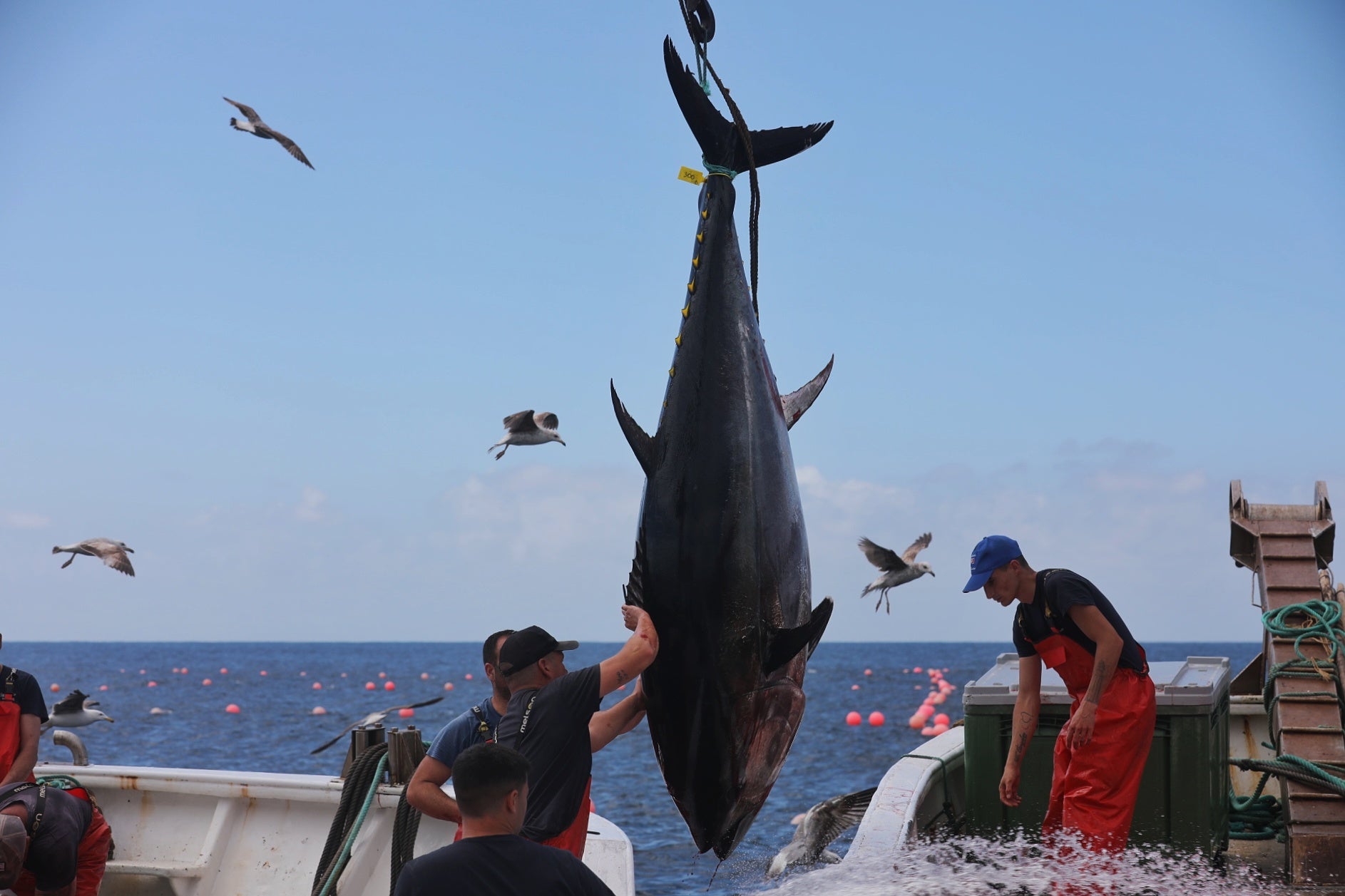 La primera levantá de atunes, en imágenes