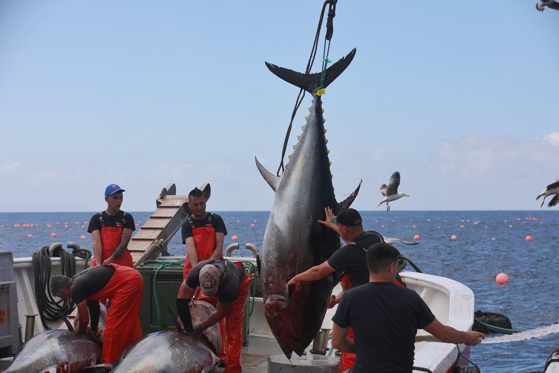 La primera levantá de atunes, en imágenes